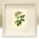 版画 絵画 ロサ・アルビナ・フローレ・ウァリエガート ルドゥーテ ボタニカル 薔薇 バラ インテリア 額入り 額装込 風景画 油絵 ポスター アート アートパネ...