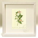 版画 絵画 ロサ・ポンポニア・フローレ・スブシンプリキ ルドゥーテ ボタニカル 薔薇 バラ インテリア 額入り 額装込 風景画 油絵 ポスター アート アートパ...