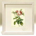 版画 絵画 ロサ・ケンティフォリア・フォリアケア ルドゥーテ ボタニカル 薔薇 バラ インテリア 額入り 額装込 風景画 油絵 ポスター アート アートパネル ...