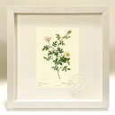 最大100%ポイントバック!限定抽選 版画 絵画 ロサ・セピウム・ロセア ルドゥーテ ボタニカル 薔薇 バラ インテリア 額入り 額装込 風景画 油絵 ポスター...