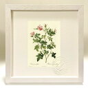 最大100%ポイントバック!限定抽選 版画 絵画 ロサ・パルウィフローラ ルドゥーテ ボタニカル 薔薇 バラ インテリア 額入り 額装込 風景画 油絵 ポスター...