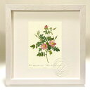 版画 絵画 ロサ・ルビギノーサ・フローレ・セミプレノ ルドゥーテ ボタニカル 薔薇 バラ インテリア 額入り 額装込 風景画 油絵 ポスター アート アートパネ...