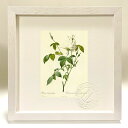 最大100%ポイントバック!限定抽選 版画 絵画 ロサ・インディカ・スバルバ ルドゥーテ ボタニカル 薔薇 バラ インテリア 額入り 額装込 風景画 油絵 ポス...
