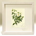 最大100%ポイントバック!限定抽選 版画 絵画 ロサ・ニウェア ルドゥーテ ボタニカル 薔薇 バラ インテリア 額入り 額装込 風景画 油絵 ポスター アート...