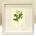 最大100%ポイントバック!限定抽選 版画 絵画 ロサ・ゲミナータ ルドゥーテ ボタニカル 薔薇 バラ インテリア 額入り 額装込 風景画 油絵 ポスター アー...