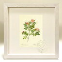 最大100%ポイントバック!限定抽選 版画 絵画 ロサ・ドゥメトルム ルドゥーテ ボタニカル 薔薇 バラ インテリア 額入り 額装込 風景画 油絵 ポスター ア...