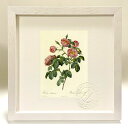 最大100%ポイントバック!限定抽選 版画 絵画 ロサ・モリッシマ ルドゥーテ ボタニカル 薔薇 バラ インテリア 額入り 額装込 風景画 油絵 ポスター アー...