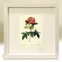 最大100%ポイントバック!限定抽選 版画 絵画 ロサ・ガリカ・カエルエア ルドゥーテ ボタニカル 薔薇 バラ インテリア 額入り 額装込 風景画 油絵 ポスタ...