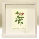 版画 絵画 ロサ・ルビギノーサ・アクレアティッシマ ルドゥーテ ボタニカル 薔薇 バラ インテリア 額入り 額装込 風景画 油絵 ポスター アート アートパネル...
