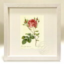 版画 絵画 ロサ・ケンティフォリア・アングリカ・ルブラ ルドゥーテ ボタニカル 薔薇 バラ インテリア 額入り 額装込 風景画 油絵 ポスター アート アートパ...