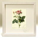 最大100%ポイントバック!限定抽選 版画 絵画 ロサ・ガリカ・グラナトゥス ルドゥーテ ボタニカル 薔薇 バラ インテリア 額入り 額装込 風景画 油絵 ポス...