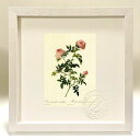 版画 絵画 ロサ・セピウム・フローレ・スブムルティプリキ ルドゥーテ ボタニカル 薔薇 バラ インテリア 額入り 額装込 風景画 油絵 ポスター アート アート...