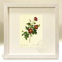 最大100%ポイントバック!限定抽選 版画 絵画 ロサ・アルピナ・ウルガーリス ルドゥーテ ボタニカル 薔薇 バラ インテリア 額入り 額装込 風景画 油絵 ポ...