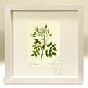 最大100%ポイントバック!限定抽選 版画 絵画 ロサ・ローセンベルギアーナ ルドゥーテ ボタニカル 薔薇 バラ インテリア 額入り 額装込 風景画 油絵 ポス...