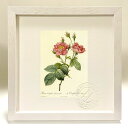 版画 絵画 ロサ・ケンティフォリア・アネモノイデス ルドゥーテ ボタニカル 薔薇 バラ インテリア 額入り 額装込 風景画 油絵 ポスター アート アートパネル...