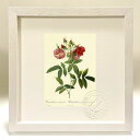 版画 絵画 ロサ・ハドソニアーナ・スブコリュンボーサ ルドゥーテ ボタニカル 薔薇 バラ インテリア 額入り 額装込 風景画 油絵 ポスター アート アートパネ...