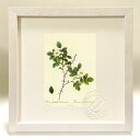 版画 絵画 ロサ・スピヌリフォリア・デマトラティアナ ルドゥーテ ボタニカル 薔薇 バラ インテリア 額入り 額装込 風景画 油絵 ポスター アート アートパネ...