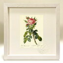 最大100%ポイントバック!限定抽選 版画 絵画 ロサ・ビフェラ・マクロカルパ ルドゥーテ ボタニカル 薔薇 バラ インテリア 額入り 額装込 風景画 油絵 ポ...