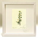 最大100%ポイントバック!限定抽選 版画 絵画 ロサ・ミリアカンタ ルドゥーテ ボタニカル 薔薇 バラ インテリア 額入り 額装込 風景画 油絵 ポスター ア...