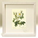 最大100%ポイントバック!限定抽選 版画 絵画 ロサ・アルバ・フォリアケア ルドゥーテ ボタニカル 薔薇 バラ インテリア 額入り 額装込 風景画 油絵 ポス...