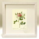 版画 絵画 ロサ・ルビギノーサ・アネモネフローラ ルドゥーテ ボタニカル 薔薇 バラ インテリア 額入り 額装込 風景画 油絵 ポスター アート アートパネル ...