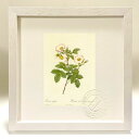 最大100%ポイントバック!限定抽選 版画 絵画 ロサ・スティローサ ルドゥーテ ボタニカル 薔薇 バラ インテリア 額入り 額装込 風景画 油絵 ポスター ア...
