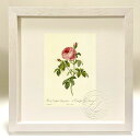 版画 絵画 ロサ・ケンティフォリア・ブルグンディアカ ルドゥーテ ボタニカル 薔薇 バラ インテリア 額入り 額装込 風景画 油絵 ポスター アート アートパネ...
