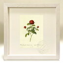 版画 絵画 ロサ・ガリカ・アガタ(ウァリエタス・パルウァ・ウィオラケア) ルドゥーテ ボタニカル 薔薇 バラ インテリア 額入り 額装込 風景画 油絵 ポスター...