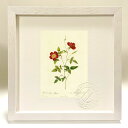 最大100%ポイントバック!限定抽選 版画 絵画 ロサ・インディカ・ステリゲラ ルドゥーテ ボタニカル 薔薇 バラ インテリア 額入り 額装込 風景画 油絵 ポ...