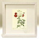 最大100%ポイントバック!限定抽選 版画 絵画 ロサ・インディカ・セルトゥラータ ルドゥーテ ボタニカル 薔薇 バラ インテリア 額入り 額装込 風景画 油絵...