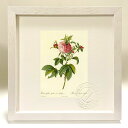 版画 絵画 ロサ・ガリカ・アガタ(変種プロリフェラ) ルドゥーテ ボタニカル 薔薇 バラ インテリア 額入り 額装込 風景画 油絵 ポスター アート アートパネ...