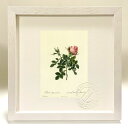 最大100%ポイントバック!限定抽選 版画 絵画 ロサ・ビフェラ・プミラ ルドゥーテ ボタニカル 薔薇 バラ インテリア 額入り 額装込 風景画 油絵 ポスター...