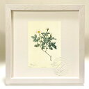 最大100%ポイントバック!限定抽選 版画 絵画 ロサ・ファリノーサ ルドゥーテ ボタニカル 薔薇 バラ インテリア 額入り 額装込 風景画 油絵 ポスター ア...