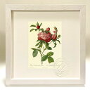 版画 絵画 ロサ・ケンティフォリア・プロリフェラ・フォリアケア ルドゥーテ ボタニカル 薔薇 バラ インテリア 額入り 額装込 風景画 油絵 ポスター アート ...