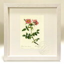 最大100%ポイントバック!限定抽選 版画 絵画 ロサ・コリナ・モンソニアーナ ルドゥーテ ボタニカル 薔薇 バラ インテリア 額入り 額装込 風景画 油絵 ポ...
