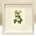 最大100%ポイントバック!限定抽選 版画 絵画 ロサ・ルビフォリア ルドゥーテ ボタニカル 薔薇 バラ インテリア 額入り 額装込 風景画 油絵 ポスター ア...