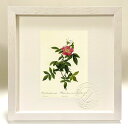 版画 絵画 ロサ・レクリナータ・フローレ・シンプリキ ルドゥーテ ボタニカル 薔薇 バラ インテリア 額入り 額装込 風景画 油絵 ポスター アート アートパネ...