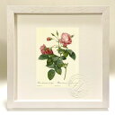 版画 絵画 ロサ・レクリナータ・フローレ・スブムルティプリキ ルドゥーテ ボタニカル 薔薇 バラ インテリア 額入り 額装込 風景画 油絵 ポスター アート ア...