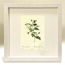 最大100%ポイントバック!限定抽選 版画 絵画 ロサ・ヒスピダ・アルゲンテア ルドゥーテ ボタニカル 薔薇 バラ インテリア 額入り 額装込 風景画 油絵 ポ...