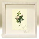 最大100%ポイントバック!限定抽選 版画 絵画 ロサ・ウェンテナティアーナ ルドゥーテ ボタニカル 薔薇 バラ インテリア 額入り 額装込 風景画 油絵 ポス...