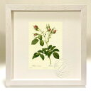 最大100%ポイントバック!限定抽選 版画 絵画 ロサ・エヴラティーナ ルドゥーテ ボタニカル 薔薇 バラ インテリア 額入り 額装込 風景画 油絵 ポスター ...