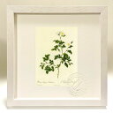 版画 絵画 ロサ・ルビギノーサ・ウァイランティアーナ ルドゥーテ ボタニカル 薔薇 バラ インテリア 額入り 額装込 風景画 油絵 ポスター アート アートパネ...