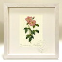版画 絵画 ロサ・インディカ・フラグランス・フローレ・シンプリキ ルドゥーテ ボタニカル 薔薇 バラ インテリア 額入り 額装込 風景画 油絵 ポスター アート...