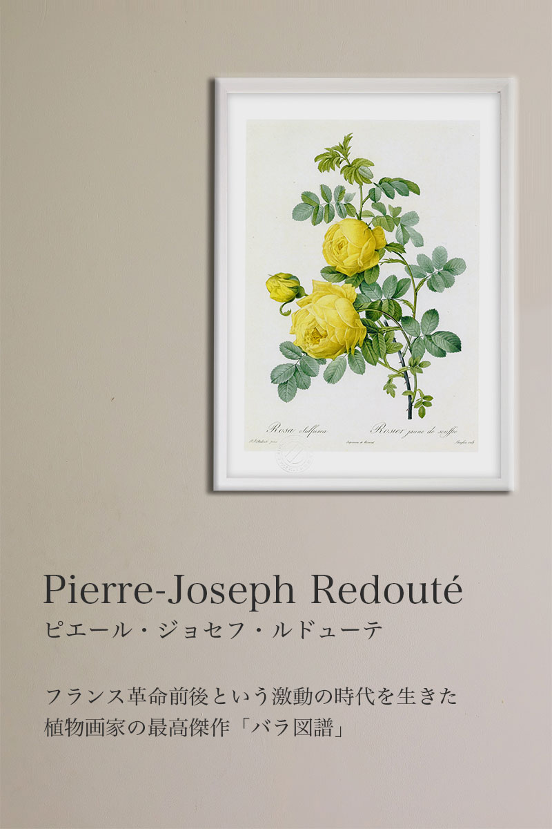 版画 絵画 ロサ・ケンティフォリア・カルネア ルドゥーテ ボタニカル 薔薇 バラ インテリア 額入り 額装込 風景画 油絵 ポスター アート アートパネル リビング 玄関 プレゼント モダン アートフレーム 飾る Mサイズ おしゃれ 壁掛け 絵 2