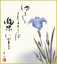 色紙 色紙掛けなし 色紙絵 和風 菖蒲 緒方葉水 モダン 掛軸 床の間 和室 おしゃれ 壁掛け 絵