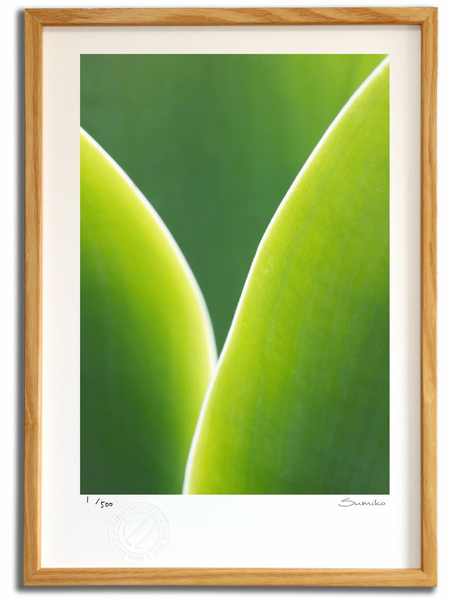 【スーパーSALE半額】版画 絵画 カクタスアート3(スミコ スコット)/インテリア 額入り 額装込 風景画 油絵 ポスター アート アートパネル リビング 玄...