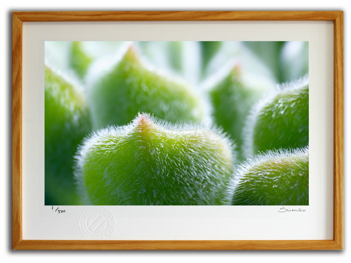 【スーパーSALE半額】版画 絵画 カクタスアート6(スミコ スコット)/インテリア 額入り 額装込 風景画 油絵 ポスター アート アートパネル リビング 玄...