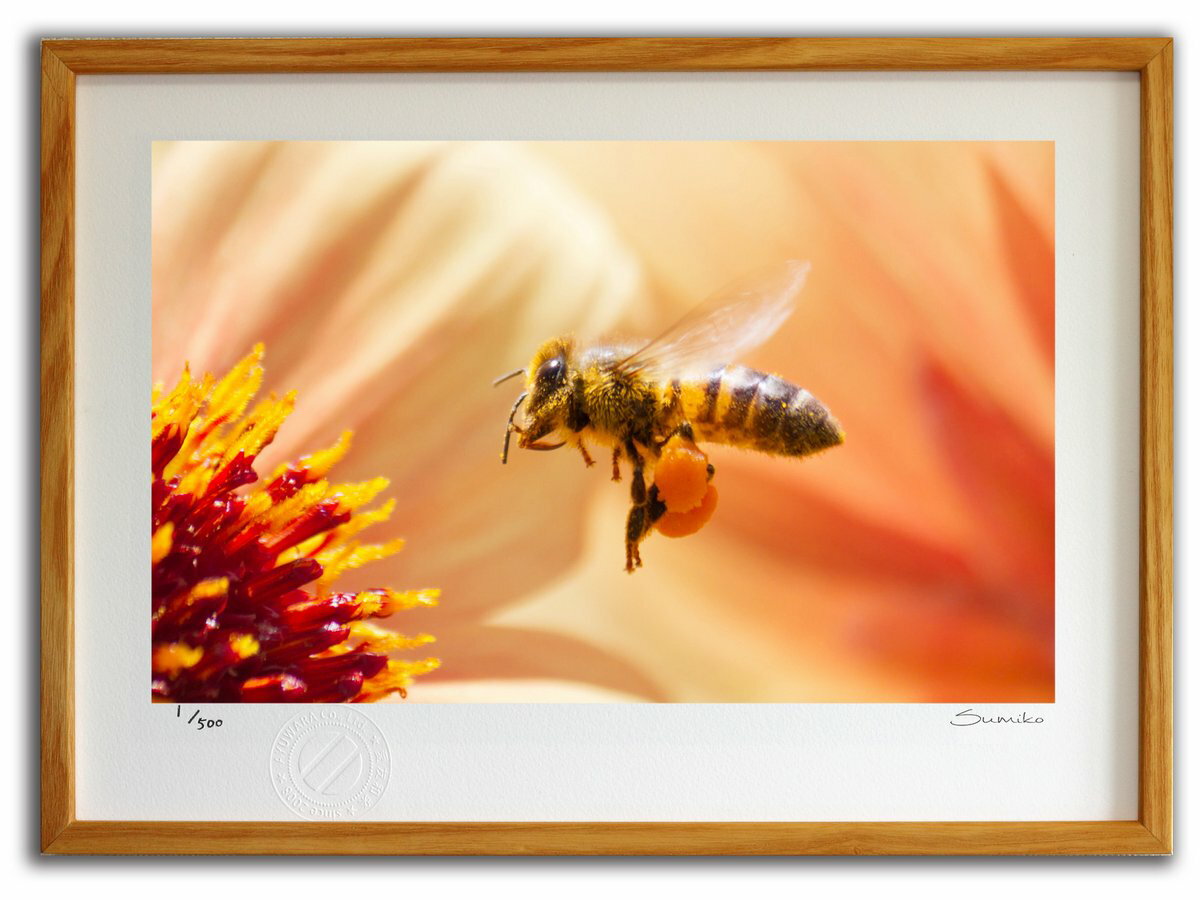 【スーパーSALE半額】版画 絵画 ミツバチとダリア1(スミコ スコット)/インテリア 額入り 額装込 風景画 油絵 ポスター アート アートパネル リビング ...
