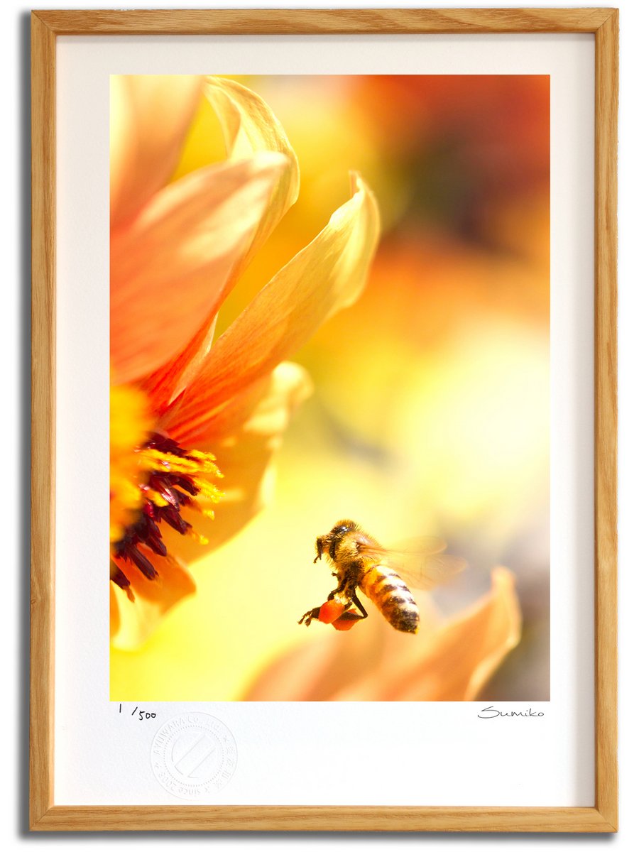 【スーパーSALE半額】版画 絵画 ミツバチとダリア2(スミコ スコット)/インテリア 額入り 額装込 風景画 油絵 ポスター アート アートパネル リビング ...