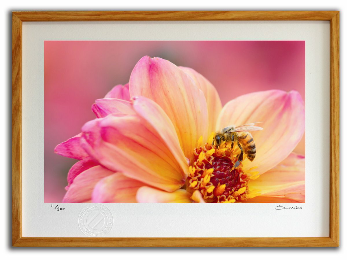 【スーパーSALE半額】版画 絵画 ミツバチとダリア3(スミコ スコット)/インテリア 額入り 額装込 風景画 油絵 ポスター アート アートパネル リビング ...